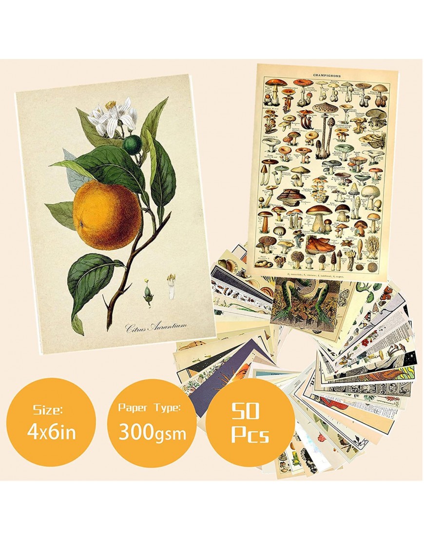 50PCS Vintage Botanical Illustration Tarot Aesthetic Pictures Wall Collage Kit Trendy Small Poster for Dorm Vintage Style Art Print Photo Collection